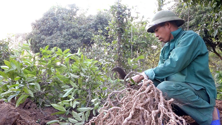 Ba kích đạt chuẩn GACP-WHO