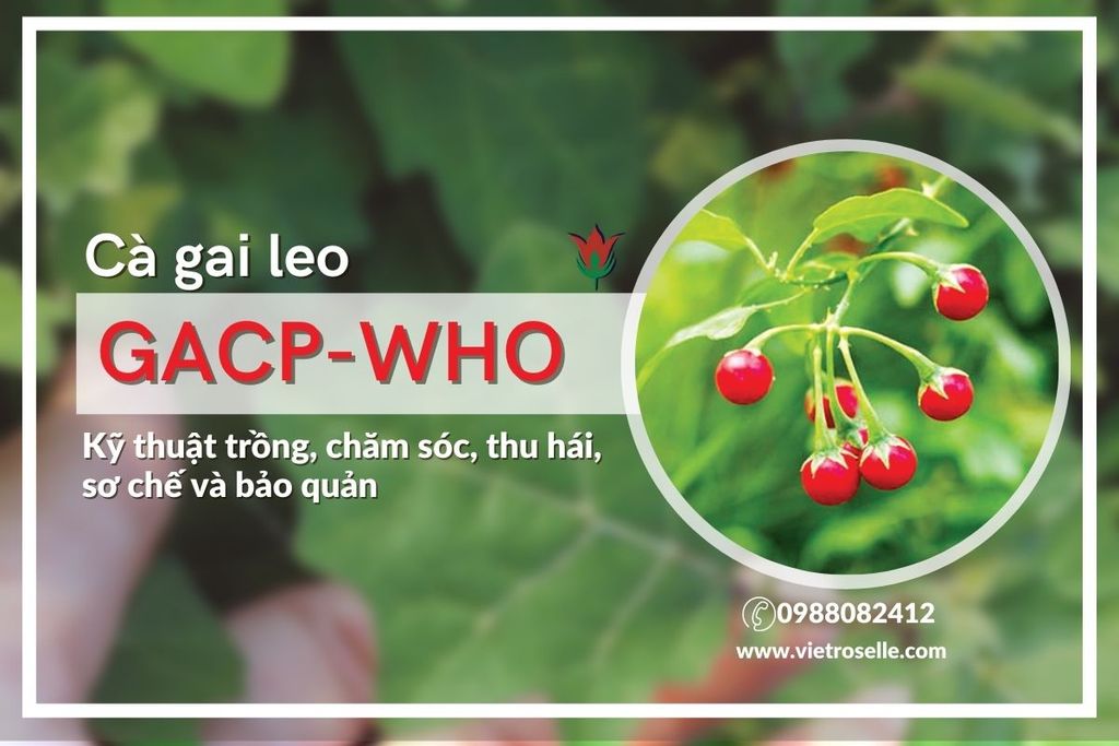 Cà gai leo đạt chuẩn GACP-WHO