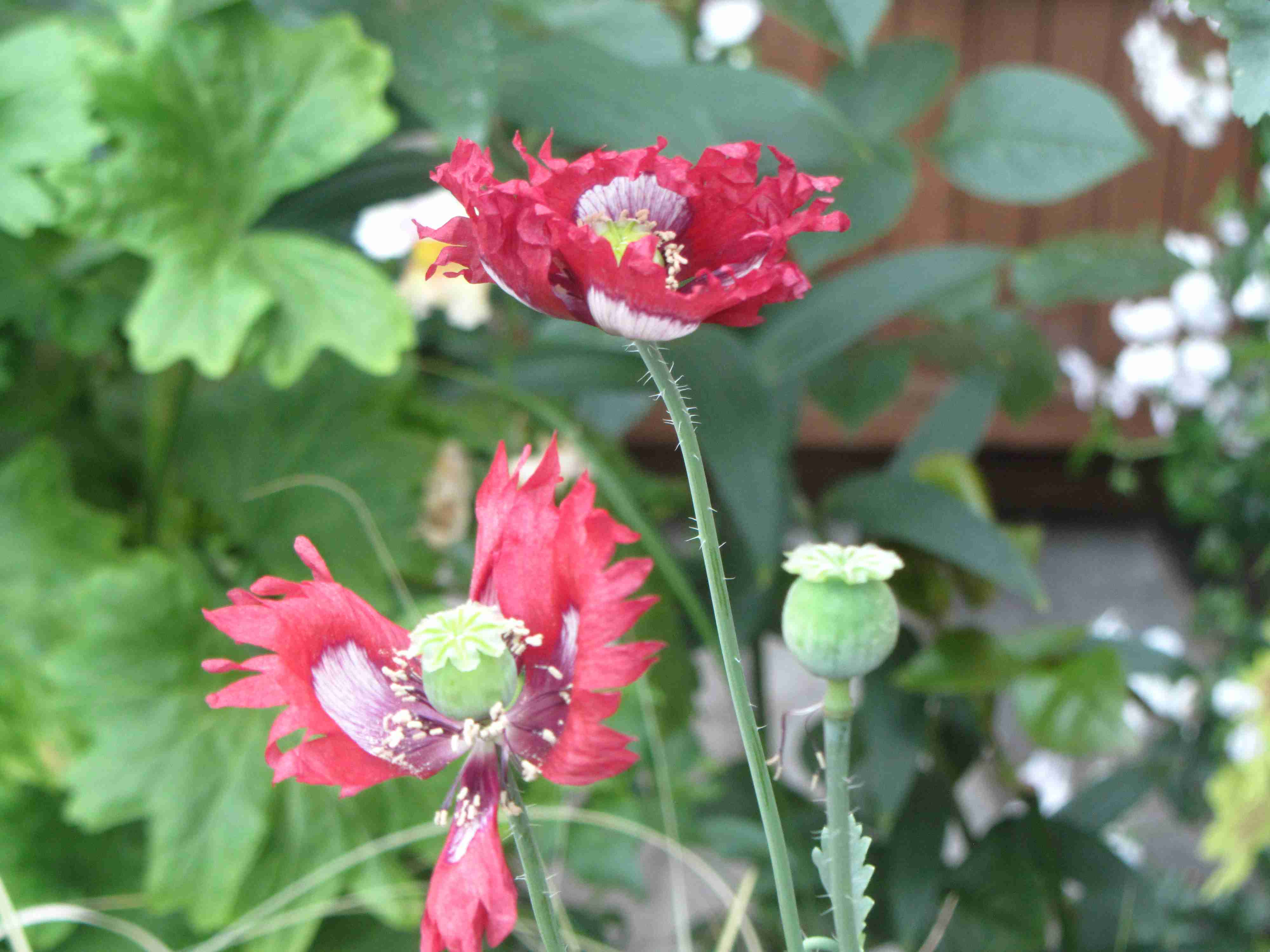 Ứng dụng tiến bộ khoa học và công nghệ trong phát triển dược liệu tại tỉnh Bắc Giang