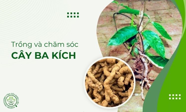Hướng dẫn chăm nuôi cây ba kích đạt năng suất cao
